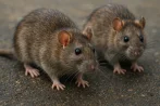 Rat and mouse control, pest control in Calgary T0L 0X0